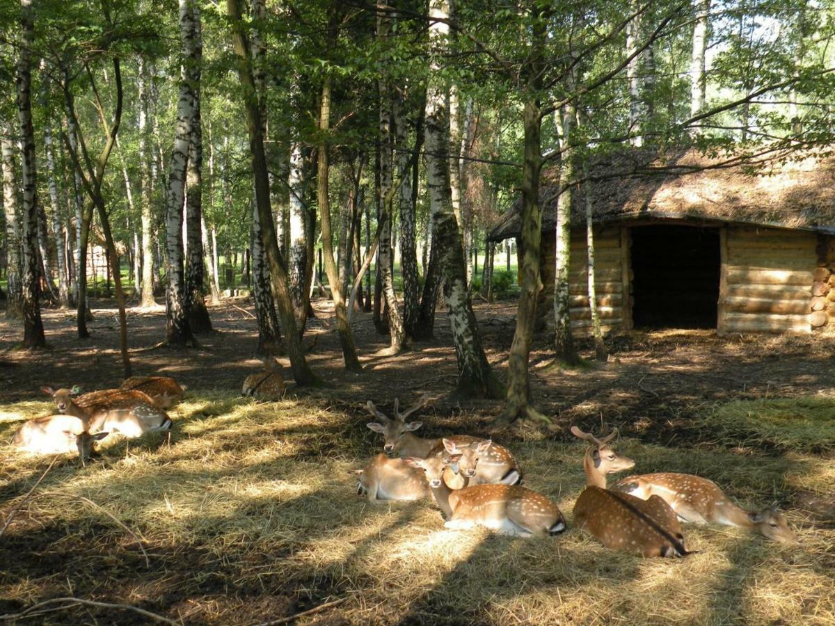 Отель Park Lesny 'U Kaczyny' Rogow Экстерьер фото