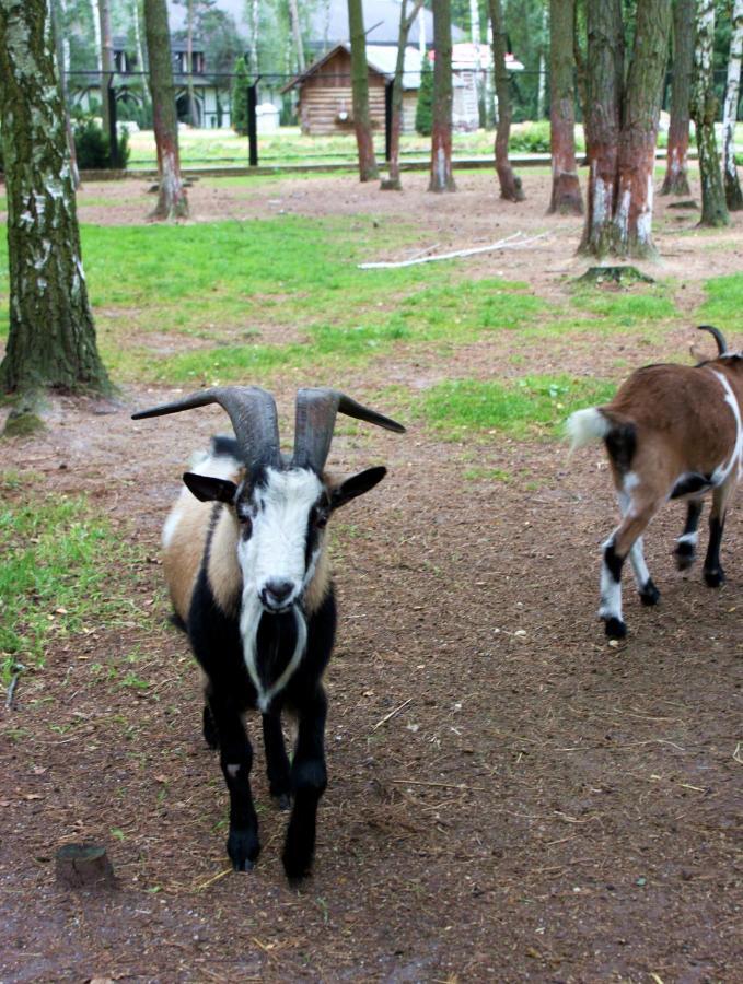 Отель Park Lesny 'U Kaczyny' Rogow Экстерьер фото